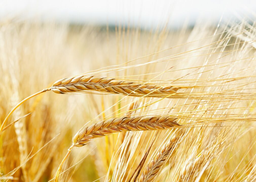 #10. Barley